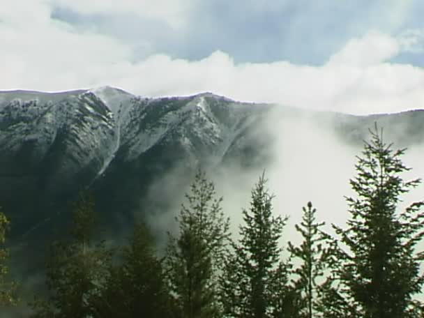 Montanha Nublada com árvores altas — Vídeo de Stock