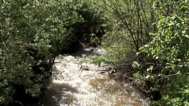 Corriente en el río de montaña — Vídeo de stock