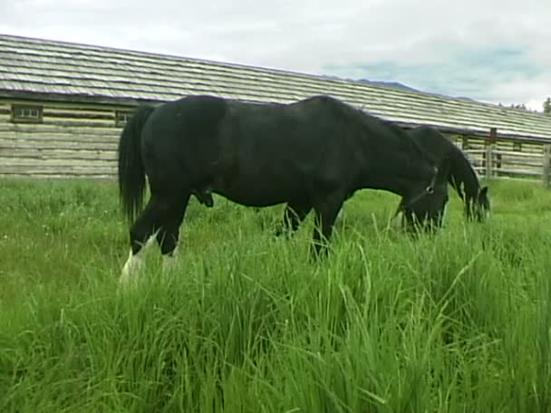Paarden eten het gras op weide — Stockvideo