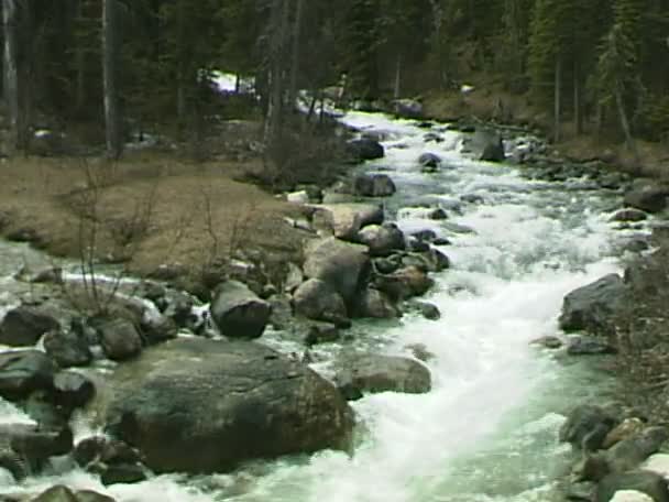 Cours d'eau en forêt de montagne 