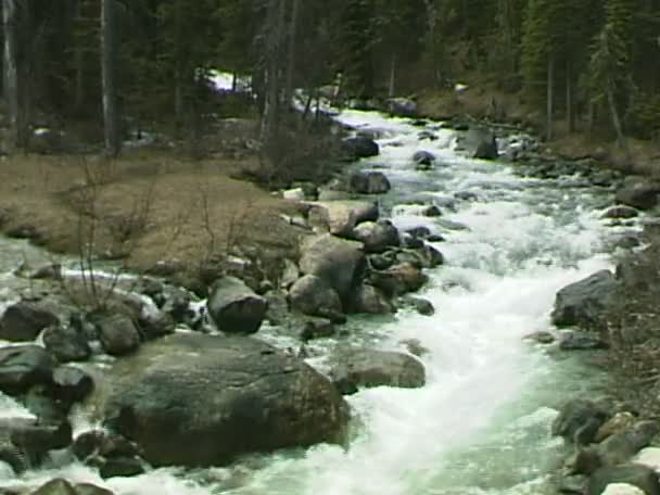 Arroyo de agua en bosque de montaña — Vídeos de Stock