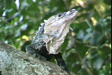 Ağacın üzerinde oturup Iguana