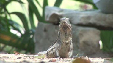 Sahilde oturup Iguana