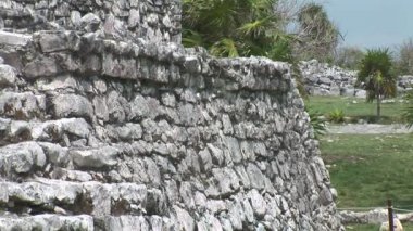  Duvarda oturan Iguana