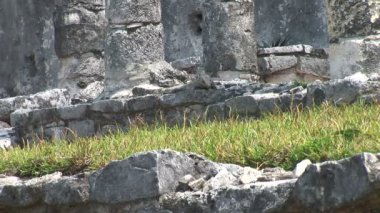 Tapınak kalıntıları üzerinde oturan Iguana