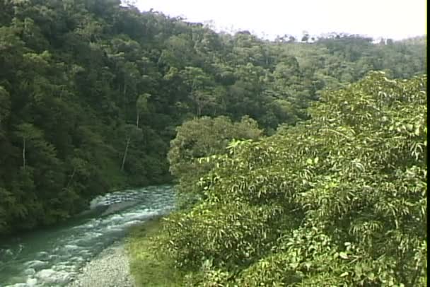 Jungle Las w Brazylii — Wideo stockowe
