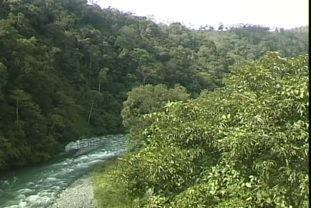 Foresta della giungla in Brasile — Video Stock