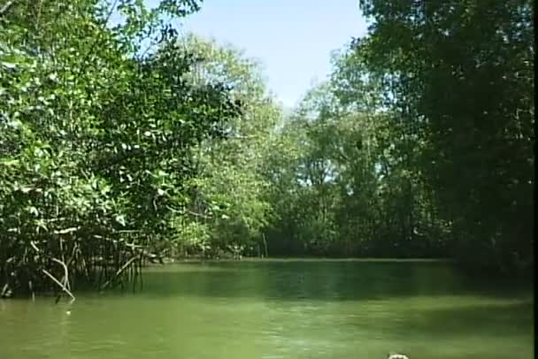 ボートは森林の川で泳ぐ — ストック動画