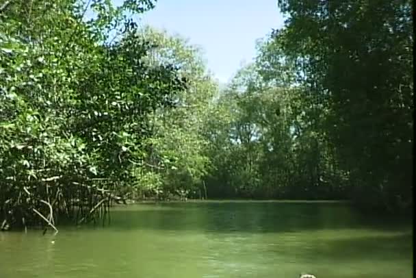 Bateau nage sur la rivière dans la forêt 