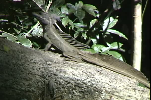 Lagarto grande y tranquilo en la naturaleza — Vídeo de stock