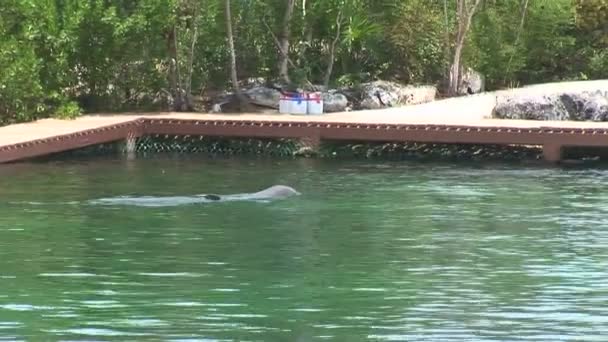 Xel Ha Dolphin in water — Stockvideo