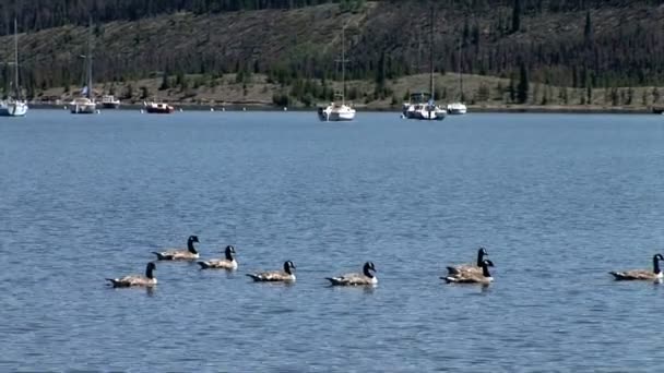 Gänse schwimmen auf dem Dillonsee — Stockvideo