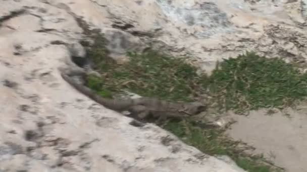 Iguana a piedi sulla spiaggia — Video Stock