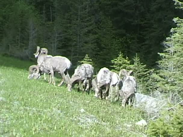 Ovce tlustorohá žere trávu na louce — Stock video