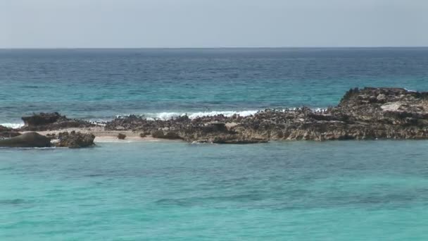 Pájaros en rocas de playa — Vídeos de Stock