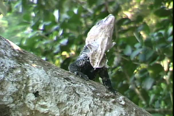 Iguana sitting on tree — Stock Video