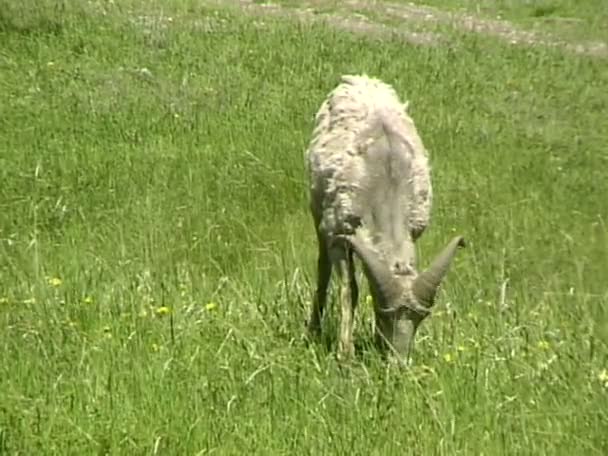 Dikhoornschaap Eet gras op weide — Stockvideo