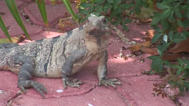 Iguana assis sur la route — Video