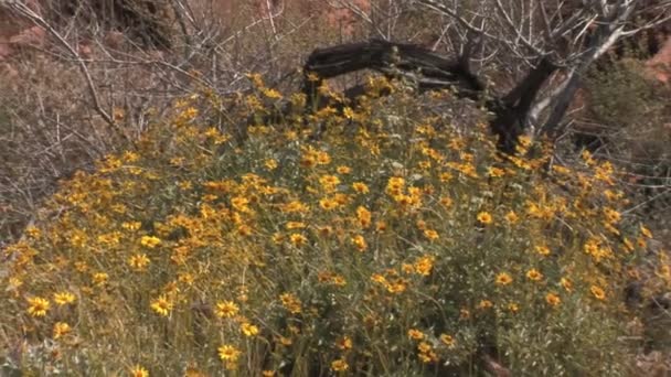 Желтые цветы в пустыне — стоковое видео