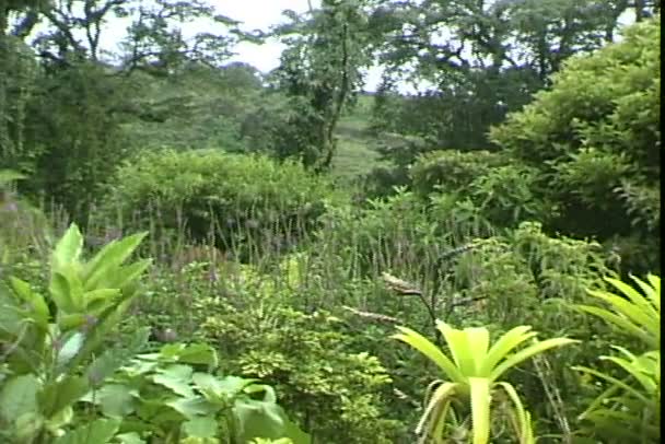 Tropische jungle bos — Stockvideo