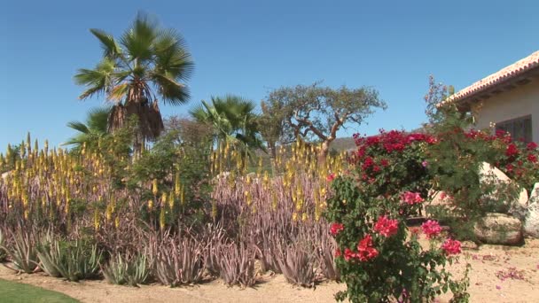 Cabo Desert Plants — Stock Video