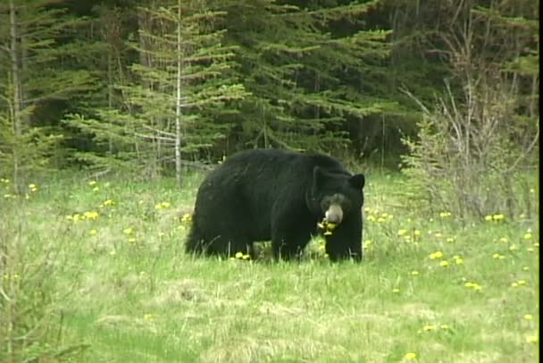 Black Bear promenera i skogen — Stockvideo