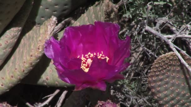 Cactus pourpre avec des fleurs — Video