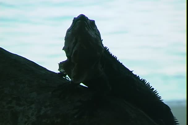 Iguana siedzi na drzewie — Wideo stockowe