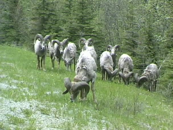 Bighorn προβάτων τρώει χόρτο στο Λιβάδι — Αρχείο Βίντεο