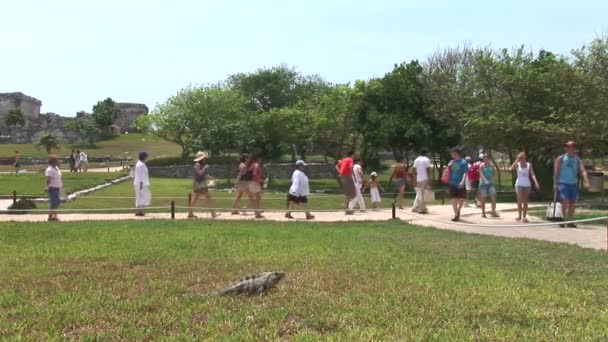 Iguana andando na grama — Vídeo de Stock