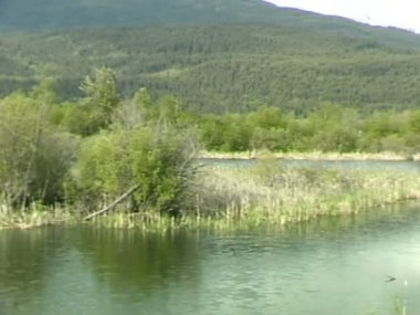 Columbia River sulak