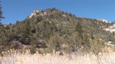 Çölde yemyeşil ağaçlar 