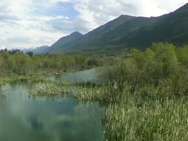 Columbia River sulak