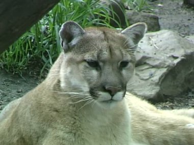 Vahşi Puma Hayvanat Bahçesi