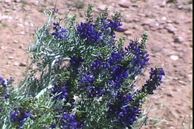 Bir çalı mavi çiçekler 