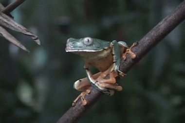 Kurbağa ağaç dalı 