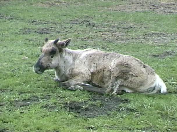 Caribou liggen op gras en eten — Stockvideo