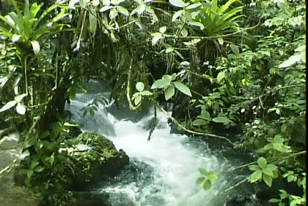 Tabacon Flusso di acqua calda — Video Stock