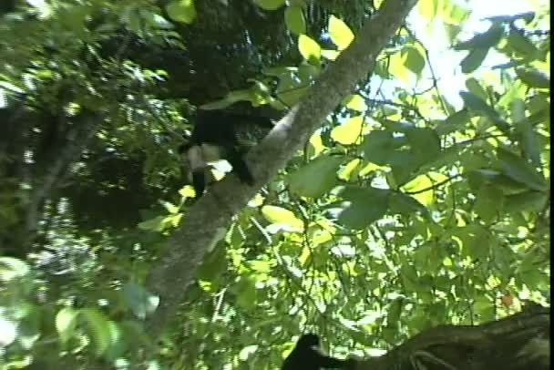 Singes araignées Accrochez-vous aux arbres 