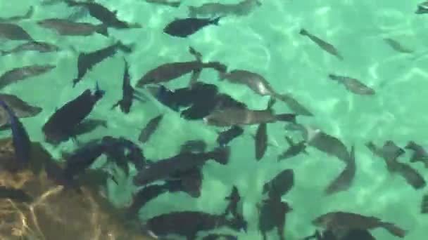 Arrecife de peces Alimentación en agua — Vídeo de stock