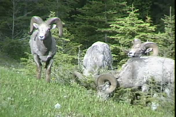 Bighorn sheep eats grass on meadow — Stock Video