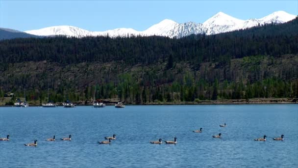 Geese swimming on Dillon Lake — Stock Video