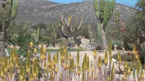 Plantas del Desierto y formación de rocas — Vídeo de stock