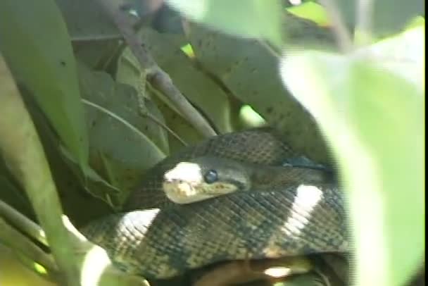 Tree Snake in tropical forest — Stock Video