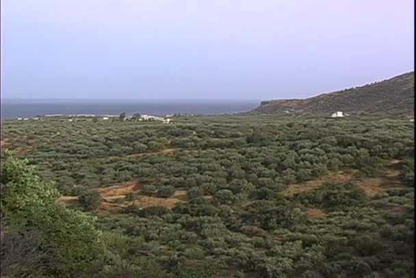 Luchtfoto van Olive plantages — Stockvideo