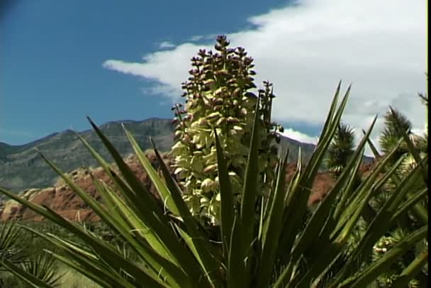 Cactus nel deserto negli Stati Uniti — Video Stock