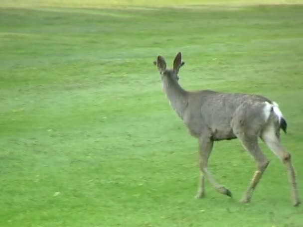 Mule Deer na łące — Wideo stockowe