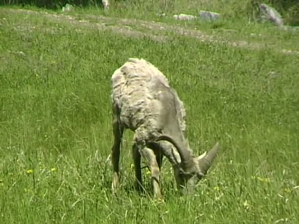 Bighorn sheep eats grass on meadow — Stock Video