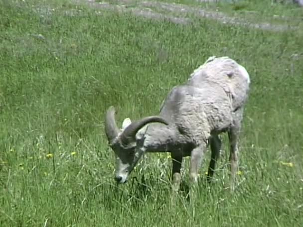Bighorn sheep eats grass on meadow — Stock Video