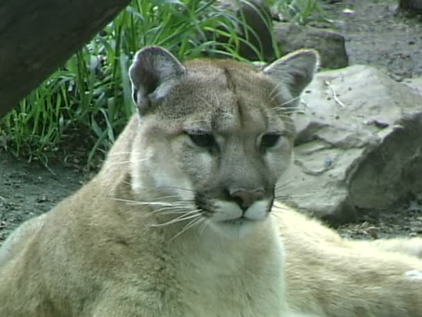 Wilder Puma im Zoo — Stockvideo